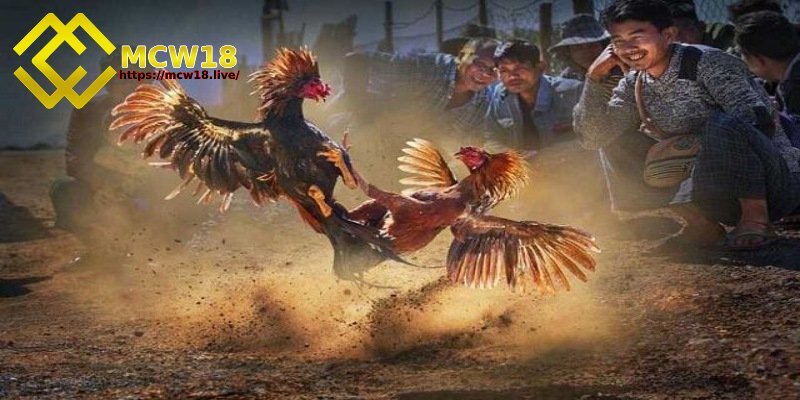 Trận đá gà 24 tỷ - Sự kiện chấn động mà sư kê nên biết 2 Diễn biến của trận đá gà thế kỷ
