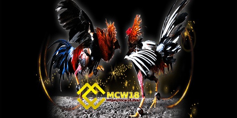 MCW18 – Top 1 Thương Hiệu Giải Trí Trực Tuyến Dành Cho Game Thủ 13 Đá gà online