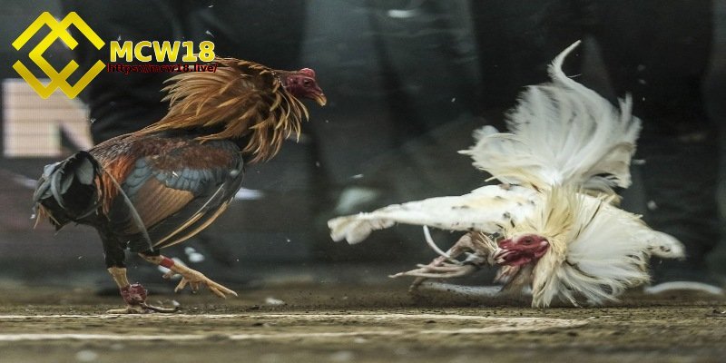 Trận đá gà 24 tỷ - Sự kiện chấn động mà sư kê nên biết 4 Trận đá gà này có thật sự được diễn ra hay không?