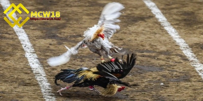 Trận đá gà 24 tỷ - Sự kiện chấn động mà sư kê nên biết 5 Vì sao lại có số tiền cá cược lên đến 24 tỷ đồng?